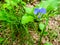 commelina benghalensis is a perennial herb native to tropical As