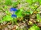 commelina benghalensis is a perennial herb native to tropical As
