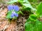 commelina benghalensis is a perennial herb native to tropical As