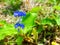 commelina benghalensis is a perennial herb native to tropical As