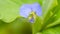 Commelina benghalensis or Tropical Spiderwort flower in the garden
