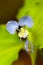 Commelina benghalensis or Tropical Spiderwort flower in the garden