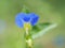 Commelina communis aka Asiatic dayflower. Detail of a single azure blue flower. Wildflower macro.