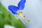 Commelina communis Asiatic dayflower