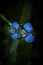 Commelina diffusa flower closeup. Spreading dayflower. Climbing dayflower. Blue flower.