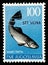 Commemorative stamp from the former Yugoslavia, overprinted STT VUJNA, with the illustration of a trout Salmo Trutta