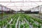 Commercial Agriculture Basil Greenhouse Production