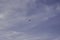 A commercial aircraft flying above the Costa da Caparica beach in Lisbon, Portugal. Isolated airplane cruising over the blue sky