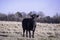 Commercial Angus brood cow in dormant pasture