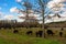 Commercial Angus crossbred cattle on spring pasture