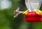 Commercial backyard feeders for hummingbird