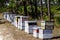 Commercial Bee Hives