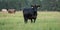 Commercial cattle banner