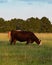 Commercial crossbred cow grazing - vertical