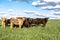 Commercial crossbred heifers in pasture