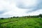 Commercial cultivation of ginger in a village agriculture field