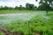 Commercial cultivation of ginger in a village agriculture field