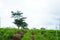 Commercial cultivation of ginger in a village agriculture field