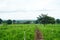 Commercial cultivation of ginger in a village agriculture field