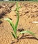 A commercial farm field Corn