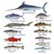 Commercial fish species