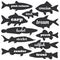 Commercial fish vector silhouettes with names calligraphy