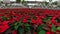 Commercial greenhouse growing the official christmas flowers - poinsettia