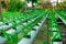 commercial greenhouse soilless cultivation of vegetables