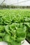 Commercial greenhouse soilless cultivation of vegetables