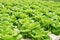 Commercial greenhouse soilless cultivation of vegetables