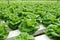 Commercial greenhouse soilless cultivation of vegetables