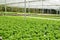 Commercial greenhouse soilless cultivation of vegetables