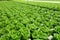 Commercial greenhouse soilless cultivation of vegetables