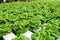 Commercial greenhouse soilless cultivation of vegetables