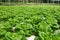 Commercial greenhouse soilless cultivation of vegetables