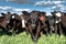 Commercial heifers - close-up