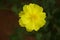 Commercial license Sulfur Cosmos ,Yellow Cosmos. nature photo