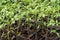 Commercial tomato seedlings in trays