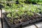 Commercial tomato seedlings in trays