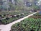 Commercial Tree Nursery Potted Saplings