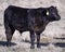 Commerical Angus Calf