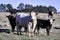 Commerical cows and calves on early spring pasture