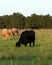 Commerical cows grazing - vertical