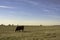 Commerical cows in wide open field