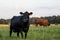 Commerical crossbred beef cattle