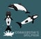 Commerson`s Dolphin Cartoon Vector Illustration