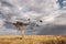 A committee of vultures in a lone acacia tree