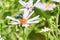 Commom greenbottle fly eating a nectar of aster perennial flower