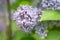 Commom lilac Syringa vulgaris lilac blue inflorescence