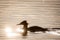 Commom merganser bird in lake, during sunset